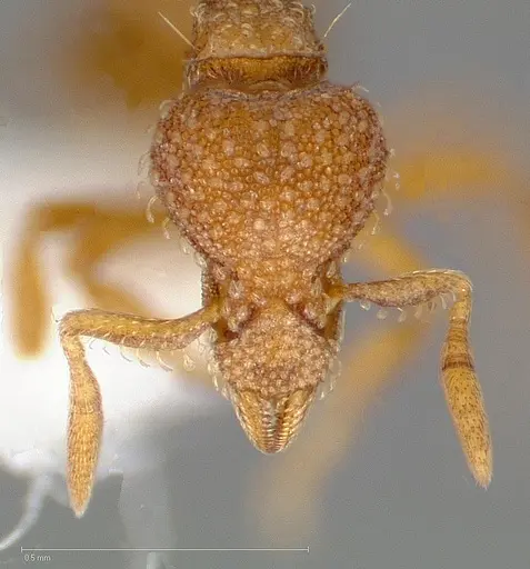 Strumigenys victrix specimen CASENT0005464 image casent0005464_2