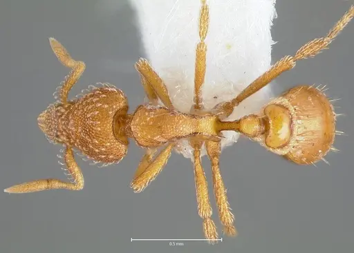 Strumigenys victrix specimen CASENT0005987 image casent0005987_1