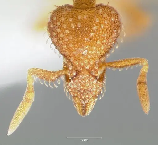 Strumigenys victrix specimen CASENT0005987 image casent0005987_3