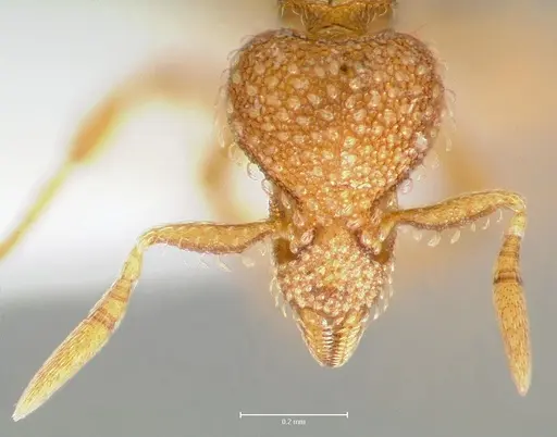 Strumigenys victrix specimen CASENT0005987 image casent0005987_4