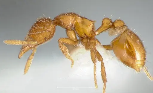 Strumigenys victrix specimen CASENT0005987 image casent0005987_5
