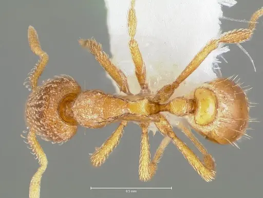 Strumigenys victrix specimen CASENT0005988 image casent0005988_1