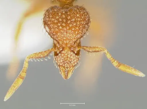 Strumigenys victrix specimen CASENT0005988 image casent0005988_2