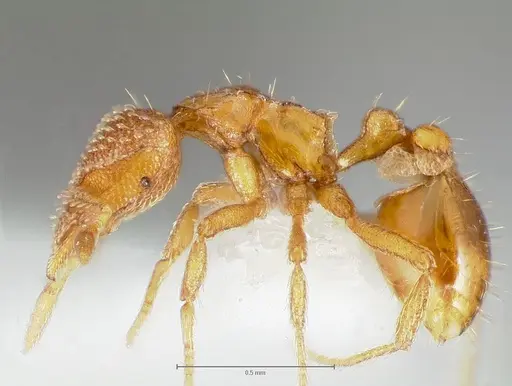 Strumigenys victrix specimen CASENT0005988 image casent0005988_3