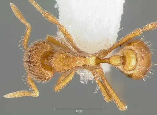 Strumigenys victrix specimen CASENT0006026 image casent0006026_1