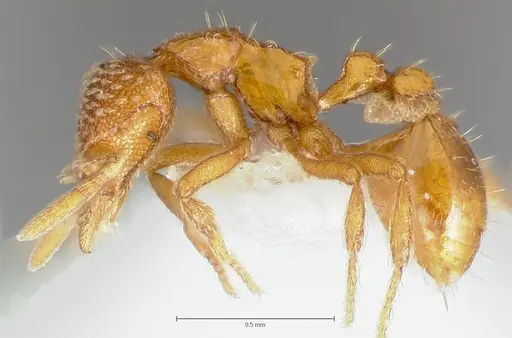 Strumigenys victrix specimen CASENT0006026 image casent0006026_3