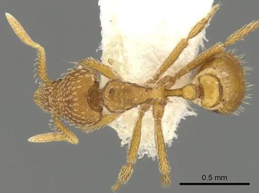 Strumigenys victrix specimen CASENT0900032 image casent0900032_1