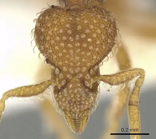 Strumigenys victrix specimen CASENT0900032 image casent0900032_2