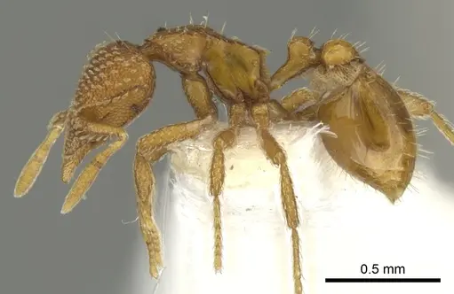 Strumigenys victrix specimen CASENT0900032 image casent0900032_3