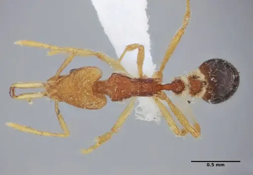 Strumigenys vilhenai specimen ANTWEB1032499 image antweb1032499_1