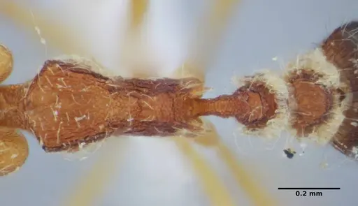 Strumigenys vilhenai specimen ANTWEB1032499 image antweb1032499_2