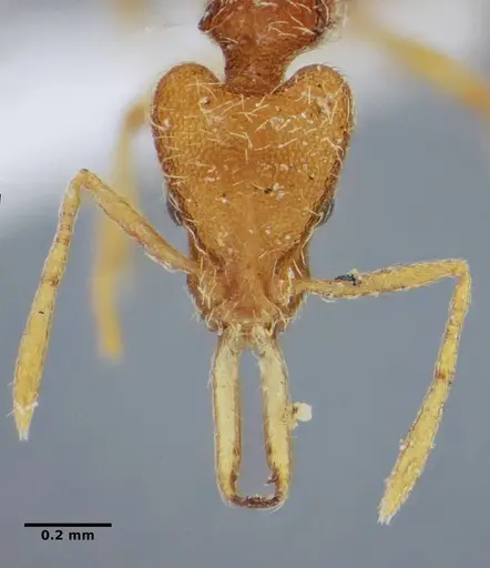 Strumigenys vilhenai specimen ANTWEB1032499 image antweb1032499_3