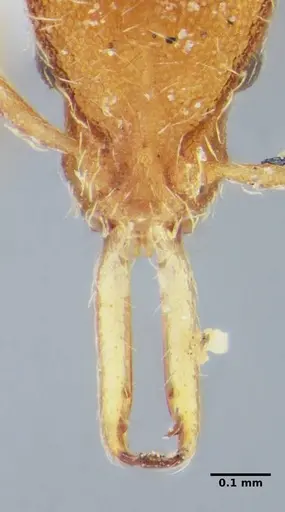 Strumigenys vilhenai specimen ANTWEB1032499 image antweb1032499_4