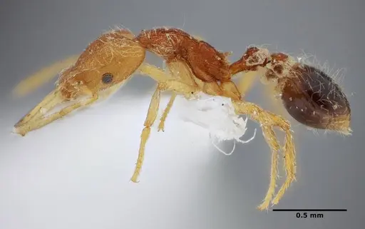Strumigenys vilhenai specimen ANTWEB1032499 image antweb1032499_5
