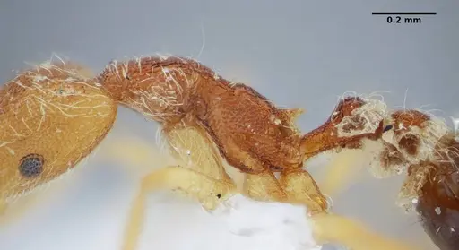 Strumigenys vilhenai specimen ANTWEB1032499 image antweb1032499_6