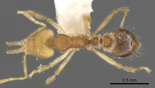 Strumigenys vilhenai specimen CASENT0900450 image casent0900450_1