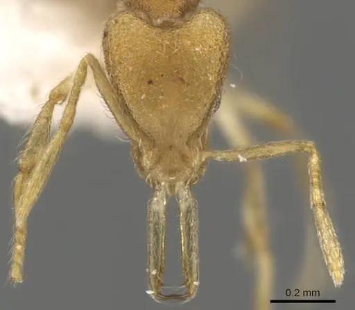 Strumigenys vilhenai specimen CASENT0900450 image casent0900450_2