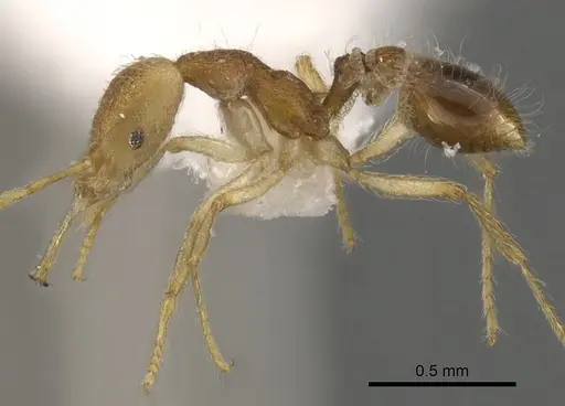Strumigenys vilhenai specimen CASENT0900450 image casent0900450_3