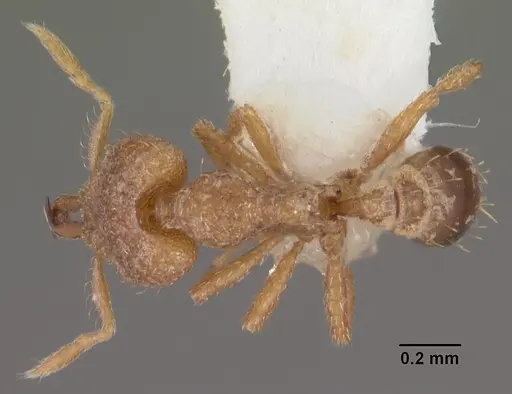 Strumigenys vindala specimen CASENT0102567 image casent0102567_1