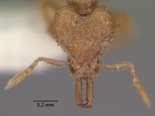 Strumigenys vindala specimen CASENT0102567 image casent0102567_2