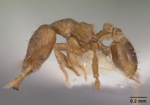 Strumigenys vindala specimen CASENT0102567 image casent0102567_3