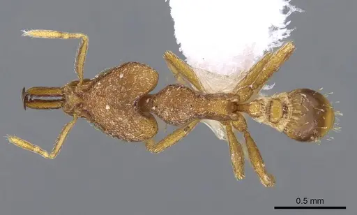 Strumigenys vindala specimen CASENT0914877 image casent0914877_1