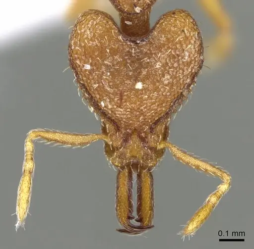 Strumigenys vindala specimen CASENT0914877 image casent0914877_2