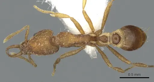 Strumigenys virgila specimen CASENT0900829 image casent0900829_1