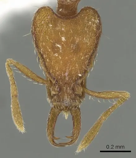 Strumigenys virgila specimen CASENT0900829 image casent0900829_2