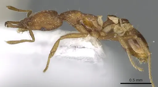Strumigenys virgila specimen CASENT0900829 image casent0900829_3