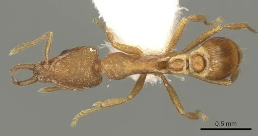 Strumigenys virgila specimen CASENT0915701 image casent0915701_1