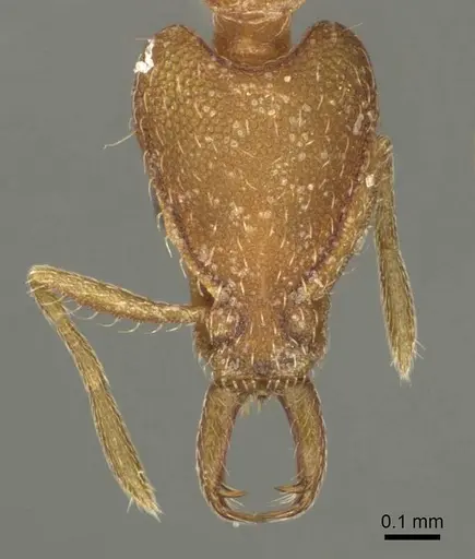 Strumigenys virgila specimen CASENT0915701 image casent0915701_2