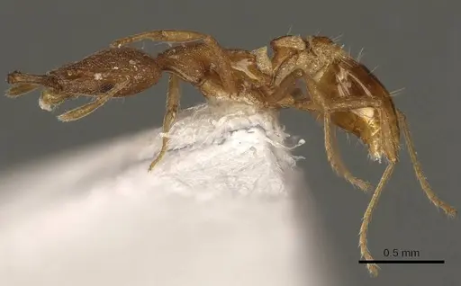 Strumigenys virgila specimen CASENT0915701 image casent0915701_3