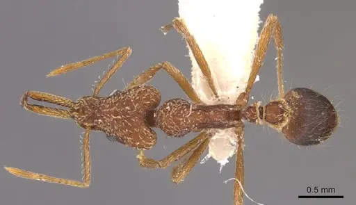 Strumigenys vivax specimen CASENT0900434 image casent0900434_1
