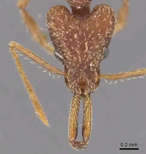 Strumigenys vivax specimen CASENT0900434 image casent0900434_2