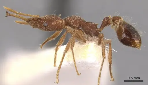 Strumigenys vivax specimen CASENT0900434 image casent0900434_3
