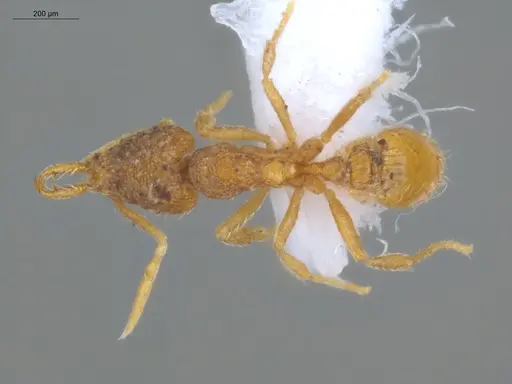 Strumigenys waiwai specimen ECOFOG-PTG20-0027-04 image ecofog-ptg20-0027-04_1