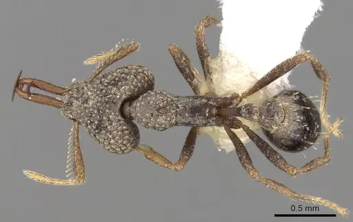 Strumigenys wallacei specimen CASENT0280738 image casent0280738_1