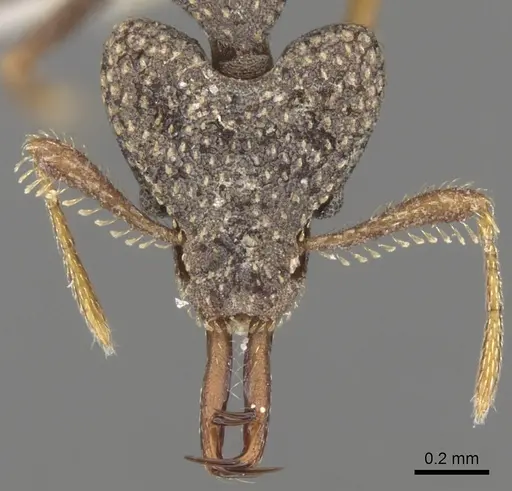 Strumigenys wallacei specimen CASENT0280738 image casent0280738_2
