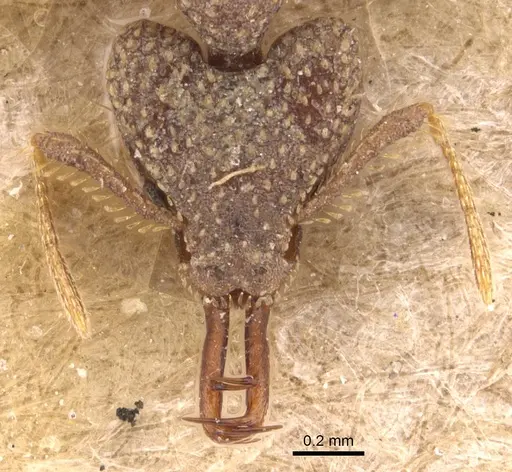 Strumigenys wallacei specimen CASENT0904943 image casent0904943_2
