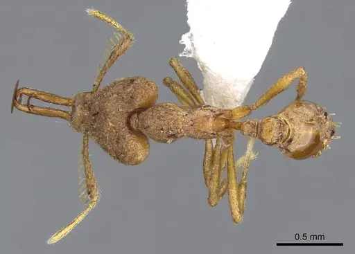 Strumigenys wallacei specimen CASENT0914878 image casent0914878_1