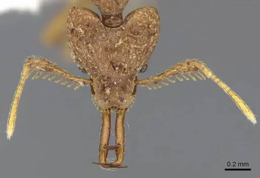 Strumigenys wallacei specimen CASENT0914878 image casent0914878_2