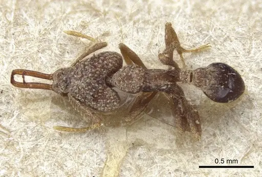 Strumigenys wallacei specimen CASENT0916690 image casent0916690_1
