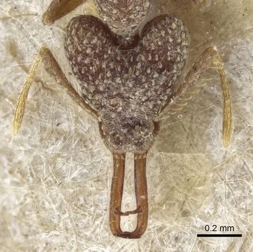 Strumigenys wallacei specimen CASENT0916690 image casent0916690_2