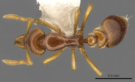 Strumigenys warditeras specimen CASENT0900197 image casent0900197_1