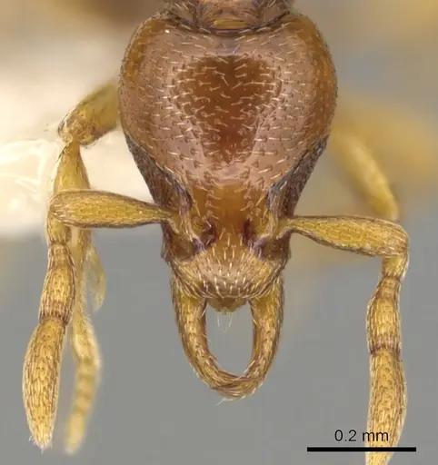 Strumigenys warditeras specimen CASENT0900197 image casent0900197_2