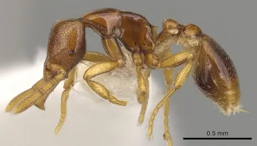 Strumigenys warditeras specimen CASENT0900197 image casent0900197_3
