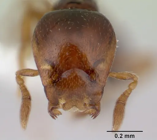 Strumigenys wheeleriana specimen CASENT0178625 image casent0178625_2
