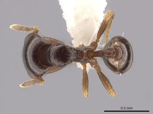 Strumigenys wheeleriana specimen CASENT0623892 image casent0623892_1