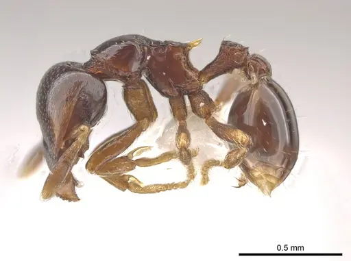 Strumigenys wheeleriana specimen CASENT0623892 image casent0623892_3